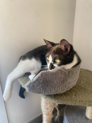 Naya mon chat