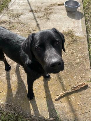 Chien perdue que nous avons recueilli chez moi en attendant de retrouver ses maîtres