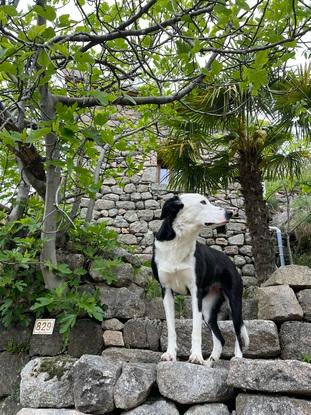 Le chien de ma voisine que j’emmène courir sans laisse
