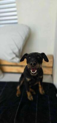 Terrier de Chasse Allemand / Rogelio