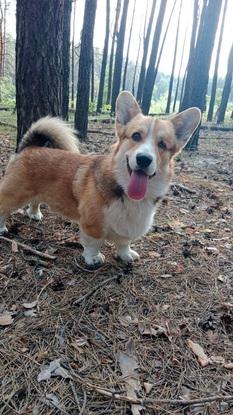 C’est mon corgi Oscar, il vit en Ukraine avec mes parents. Il n’a pas d’œil gauche depuis la naissance, mais c’est le chien le plus joyeux et le plus charmant !