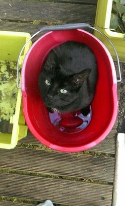 Loulou, la minette qui partage ma vie depuis 2ans. Elle est très câline, très proche de l'homme, joueuse et très gourmande. On l'a retrouvé dans un terrain vague toute petite et sans maman. 