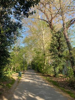 Promenade amidonnières