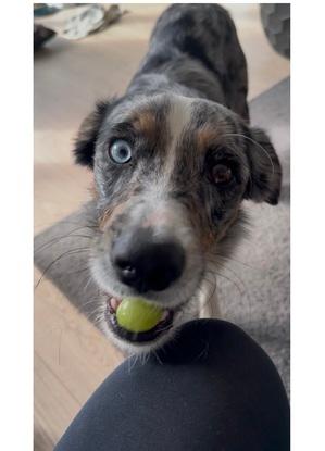 Loki