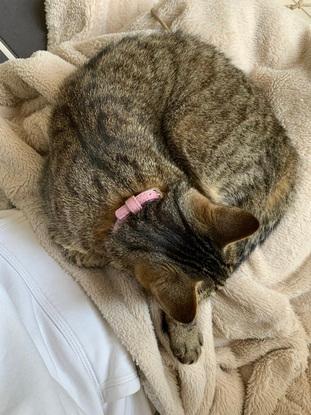 Mon chat 