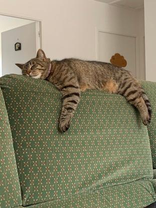 Mon chat