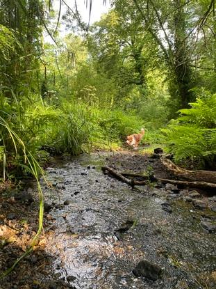 Le bois de Kéroual, excellent espace de promenade