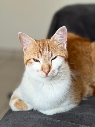Waz 🐈 