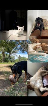 Mes animaux