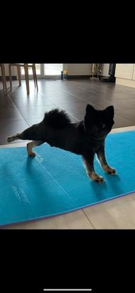 Maki qui fait de la gym