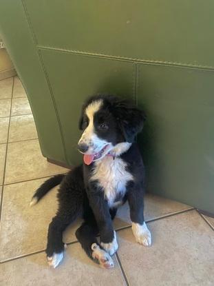 Border Collie (chiot) chez mes parents