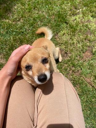 Kiki mon chien depuis 8 ans