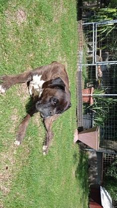 Féroce mon vieux chien adoré