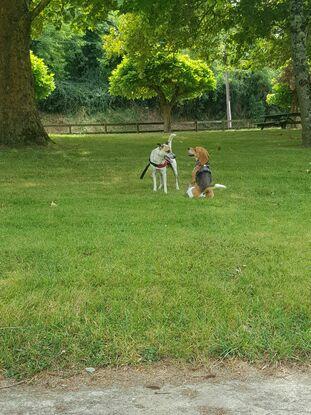Nouveau copain 🐶