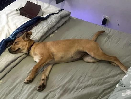 Un petit flemmard dans le lit 