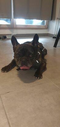 Bouledogue Français / Yoshi