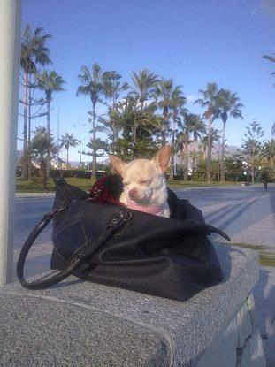 Titi en Espagne 2013