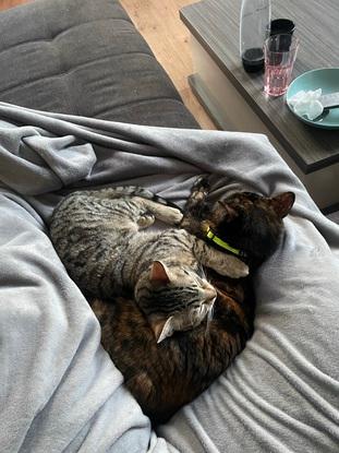 Les deux petits amour de notre foyer 