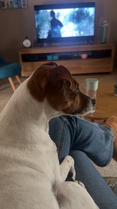Raya, la chienne de mon meilleur ami que j’adore!