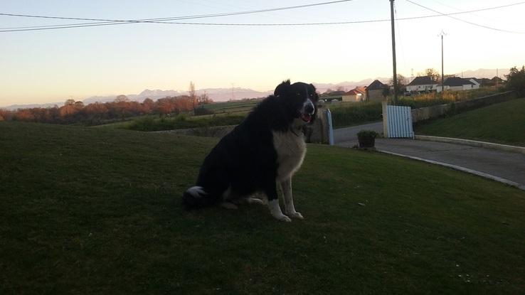 Kaki, le chien avec lequel j’ai grandi. Il nous a malheureusement quitté il y a quelques années.