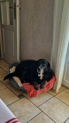 Chien de ma grande tante