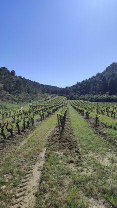 Des vignes juste à côté de la maison