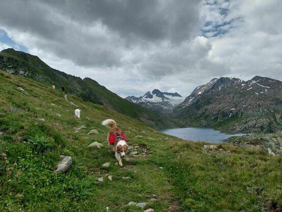 Toutou de montagne
