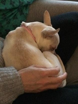 La petite Molly se repose en attendant sa maman...