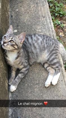 Mon chat