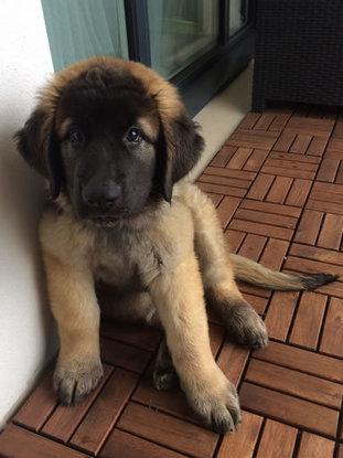 Petit de 2 mois
