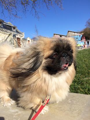 Pacha, un pékinois sur le port de La Rochelle
