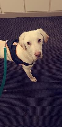 Je vous présente Snow mon chien