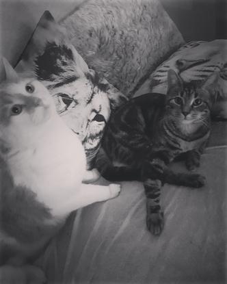 Mes deux chats, nala et Holmes 