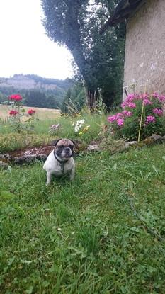 Steack dans le Jura