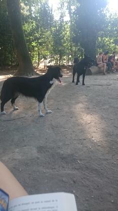 Akita et Gaby au parc à chien de la tête d'or