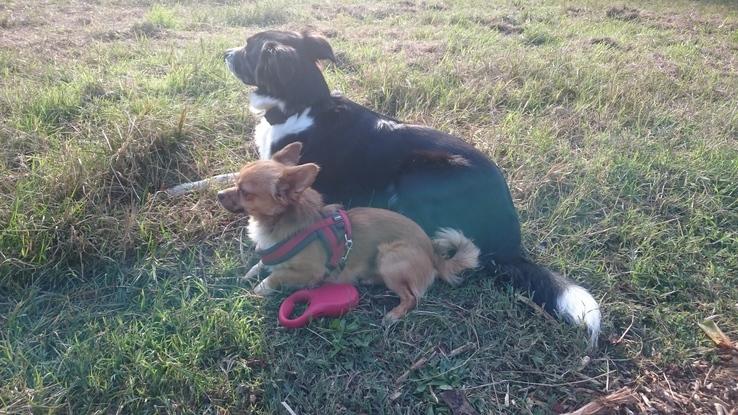 Meeka et Akita fatigués :)