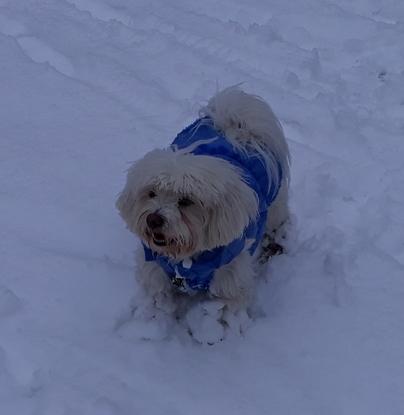 🐶😊 C'est super👌 la neige❄, Maman !! 😊🐶 