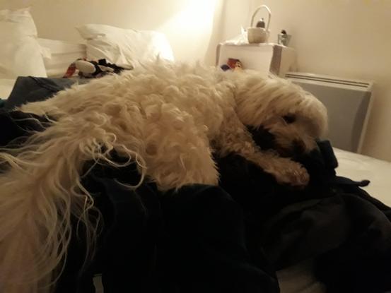 🐶😴 Je suis épuisé, ma Maman 😴🐶