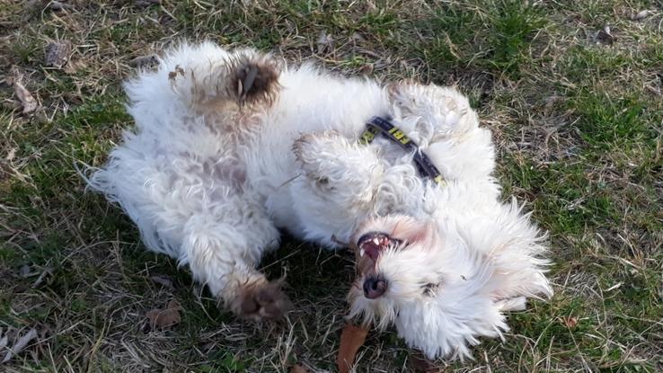 😜🐶 C'est génial la Vallée de l'Eure 😜🐶