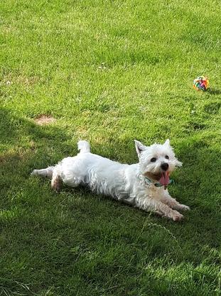 Tommy, Westie joueur de 7 ans gardé en mai 2018.