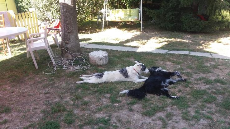 mon border collie et sa meilleure amie