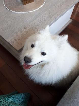 Wylson, spitz japonais calin hébergé au mois de juin. 