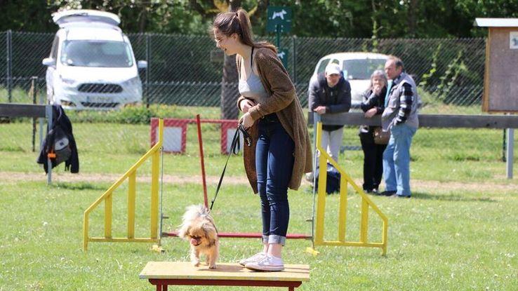 Journée récréative au club canin auquel il se rend chaque semaine 