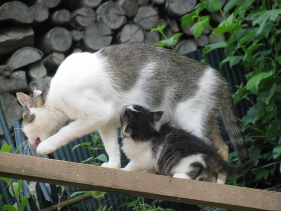 Mamachat et bebe en Bourgogne