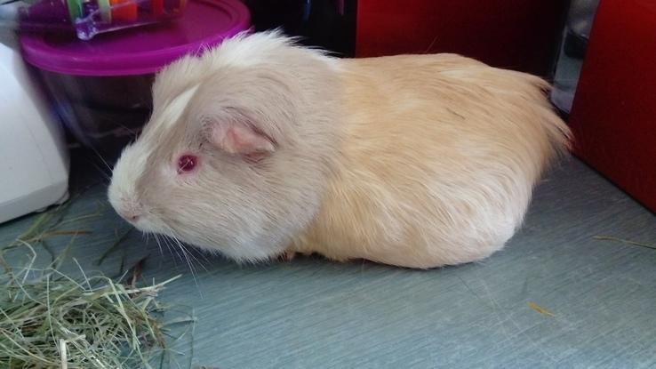 Moka, le cochon d'inde !