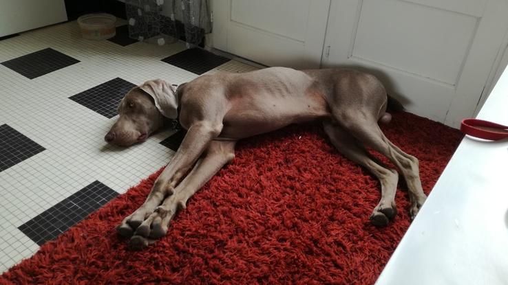 Lucky est venu passer le week-end à la maison. Grand sportif et adepte de canicross je me suis adapté à ses habitudes pour qu'il ne soit pas perturbé (longues promenades, course à pied...)