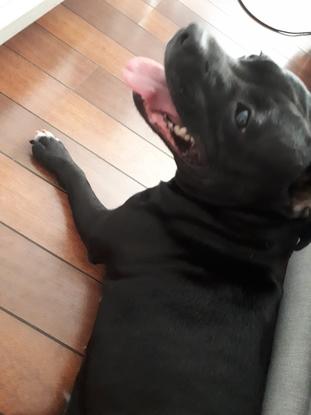 Jade, adorable staffie gardée 4 jours au mois de juillet 2018. 