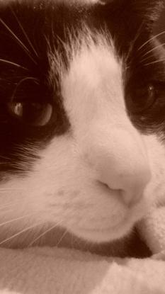 Mon chat 