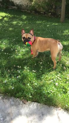 Molly, une adorable bouledogue. Affectueuse, joueuse. Mon plus gros coup de cœur!