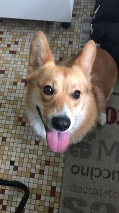 Marty, corgy très malin et dynamique !